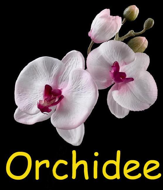 Orchidee Apartment Comines-Warneton Bagian luar foto